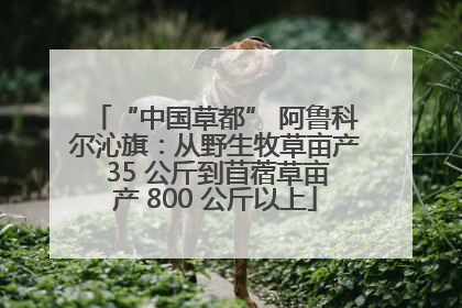 “中国草都” 阿鲁科尔沁旗：从野生牧草亩产 35 公斤到苜蓿草亩产 800 公斤以上