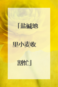 盐碱地里小麦收割忙