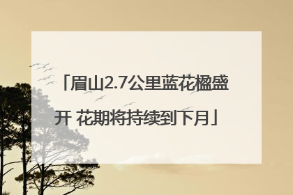 眉山2.7公里蓝花楹盛开 花期将持续到下月