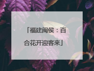 福建闽侯：百合花开迎客来
