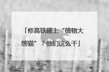 修高铁碰上“植物大熊猫”？他们这么干