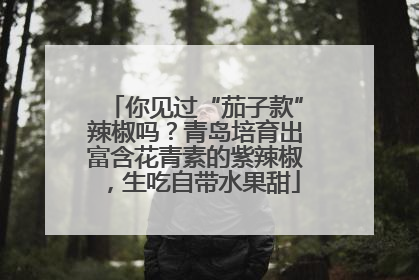 你见过“茄子款”辣椒吗？青岛培育出富含花青素的紫辣椒，生吃自带水果甜