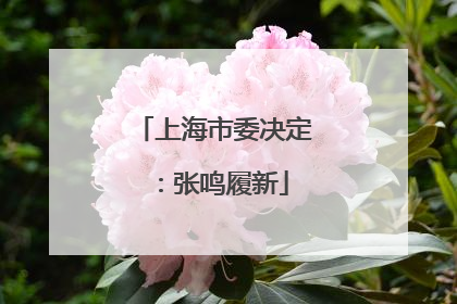 上海市委决定：张鸣履新