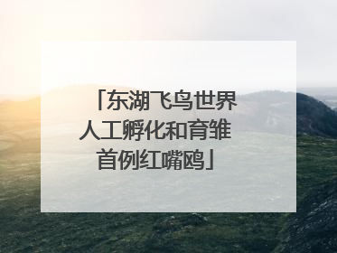 东湖飞鸟世界人工孵化和育雏首例红嘴鸥