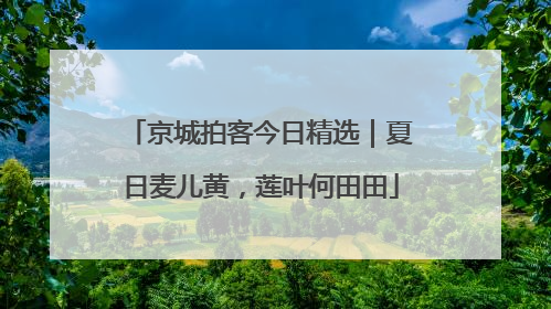 京城拍客今日精选｜夏日麦儿黄，莲叶何田田