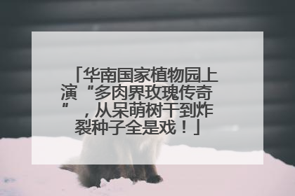 华南国家植物园上演“多肉界玫瑰传奇”，从呆萌树干到炸裂种子全是戏！