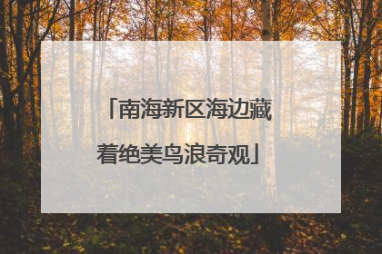 南海新区海边藏着绝美鸟浪奇观
