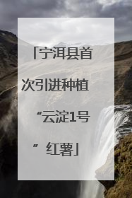 宁洱县首次引进种植“云淀1号”红薯