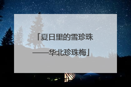 夏日里的雪珍珠——华北珍珠梅