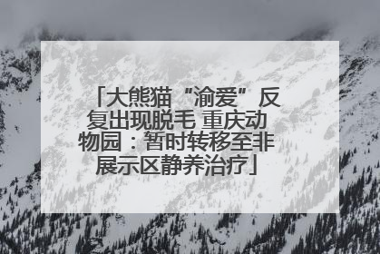 大熊猫“渝爱”反复出现脱毛 重庆动物园：暂时转移至非展示区静养治疗