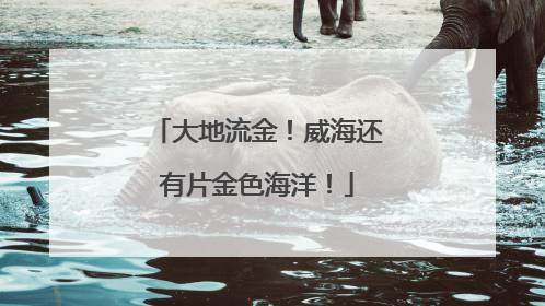 大地流金！威海还有片金色海洋！