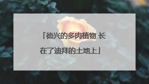 德兴的多肉植物 长在了迪拜的土地上