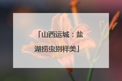 山西运城：盐湖捞虫别样美