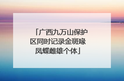 广西九万山保护区同时记录金斑喙凤蝶雌雄个体