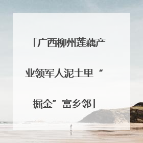 广西柳州莲藕产业领军人泥土里“掘金”富乡邻