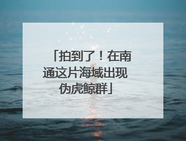 拍到了！在南通这片海域出现伪虎鲸群