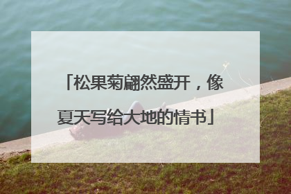 松果菊翩然盛开，像夏天写给大地的情书