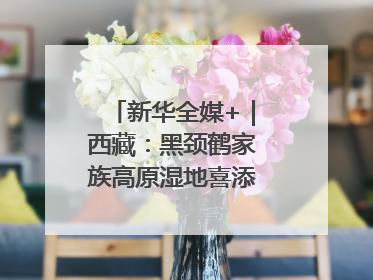 新华全媒+｜西藏：黑颈鹤家族高原湿地喜添“萌宝”
