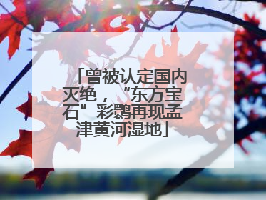 曾被认定国内灭绝，“东方宝石”彩鹮再现孟津黄河湿地