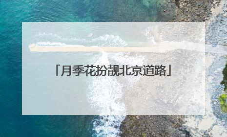月季花扮靓北京道路