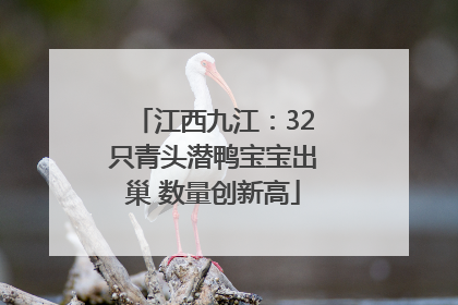 江西九江：32只青头潜鸭宝宝出巢 数量创新高
