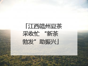 江西赣州夏茶采收忙 “新茶勃发”助振兴