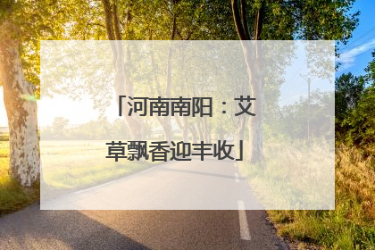 河南南阳：艾草飘香迎丰收
