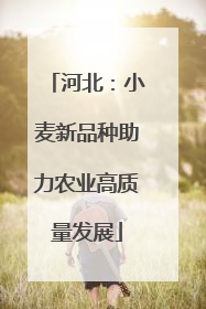 河北：小麦新品种助力农业高质量发展