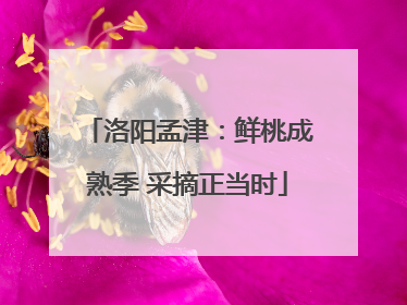 洛阳孟津：鲜桃成熟季 采摘正当时