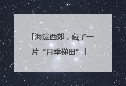 海淀西郊，藏了一片“月季梯田”