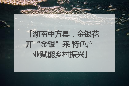 湖南中方县：金银花开“金银”来 特色产业赋能乡村振兴