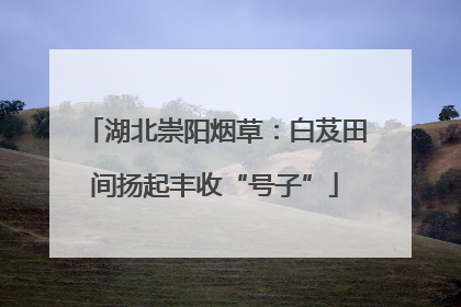 湖北崇阳烟草：白芨田间扬起丰收“号子”