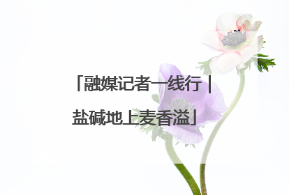 融媒记者一线行｜盐碱地上麦香溢