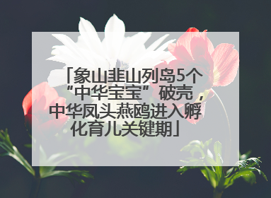 象山韭山列岛5个“中华宝宝”破壳，中华凤头燕鸥进入孵化育儿关键期