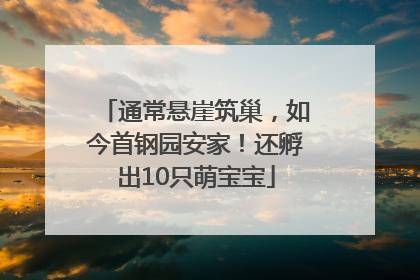 通常悬崖筑巢，如今首钢园安家！还孵出10只萌宝宝