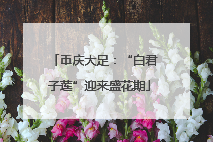重庆大足：“白君子莲”迎来盛花期