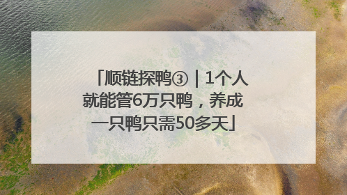 顺链探鸭③｜1个人就能管6万只鸭，养成一只鸭只需50多天