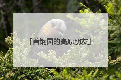 首钢园的高原朋友