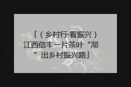 （乡村行·看振兴）江西信丰一片茶叶“沏”出乡村振兴路