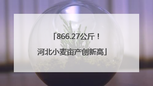 866.27公斤！河北小麦亩产创新高